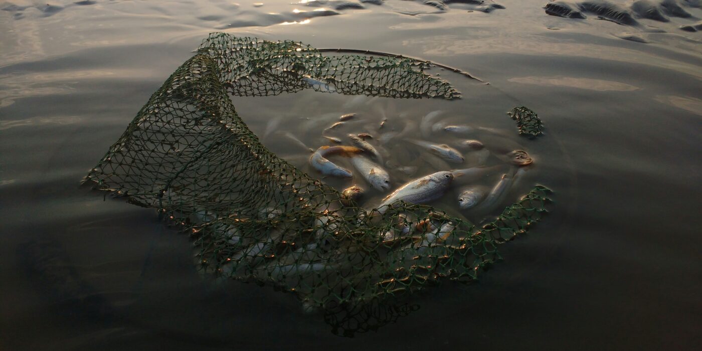 Best Fishing Nets and Landing Nets in 2026: 5 Picks That Land the Catch and Protect Release Fish