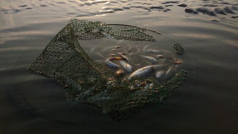 Best Fishing Nets and Landing Nets in 2026: 5 Picks That Land the Catch and Protect Release Fish