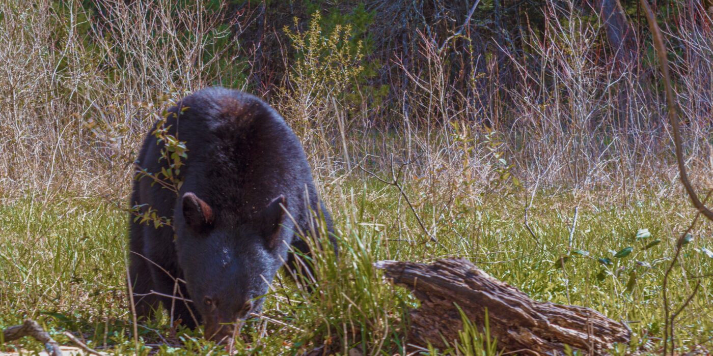 Sharing the Shadows: How Moving Fast Changes Your Risk Profile in Bear Country