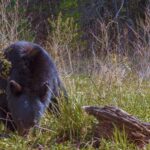 what to do if you see a bear on trail