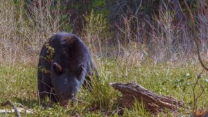 what to do if you see a bear on trail